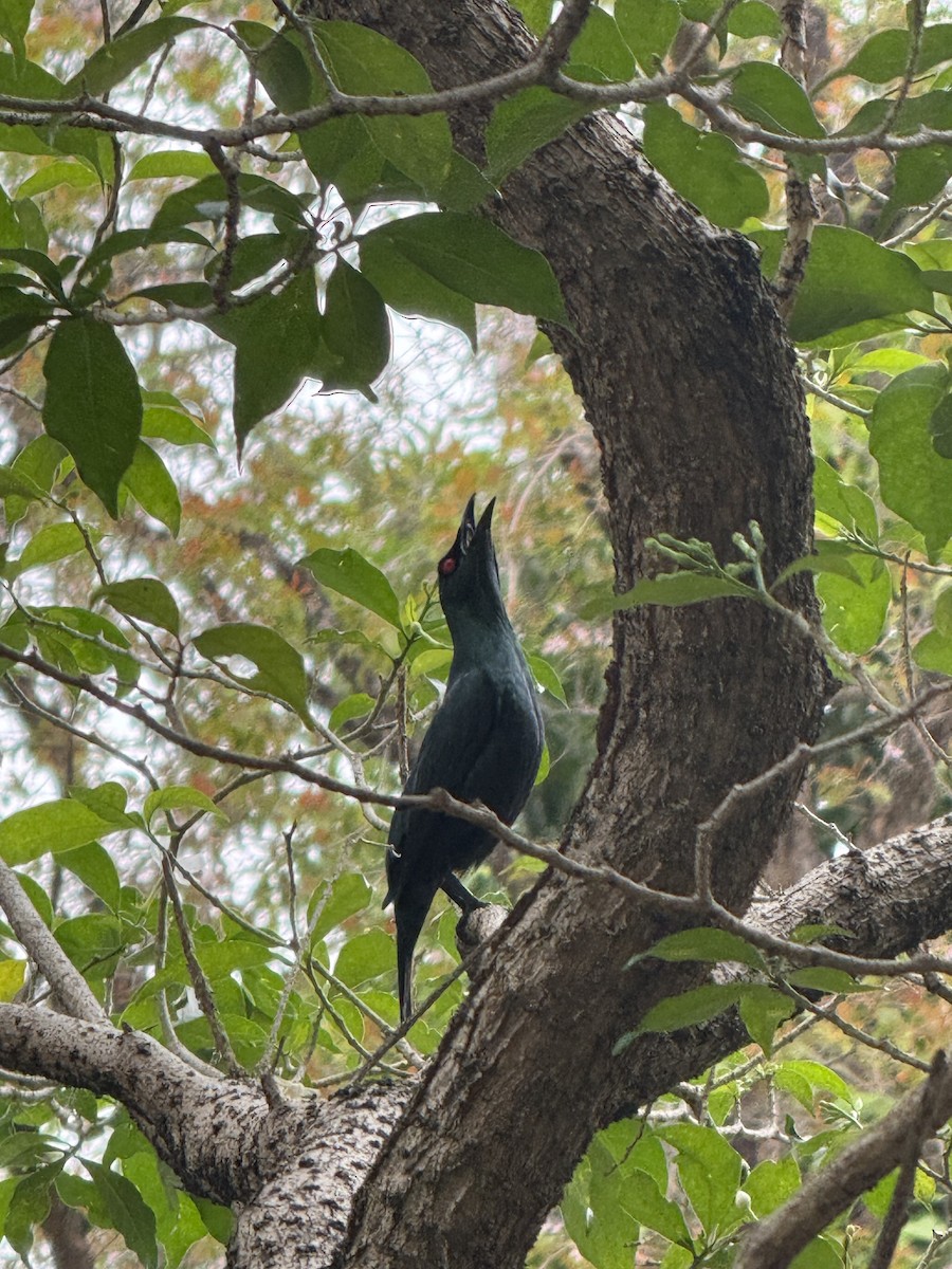 špaček rudooký - ML645197017