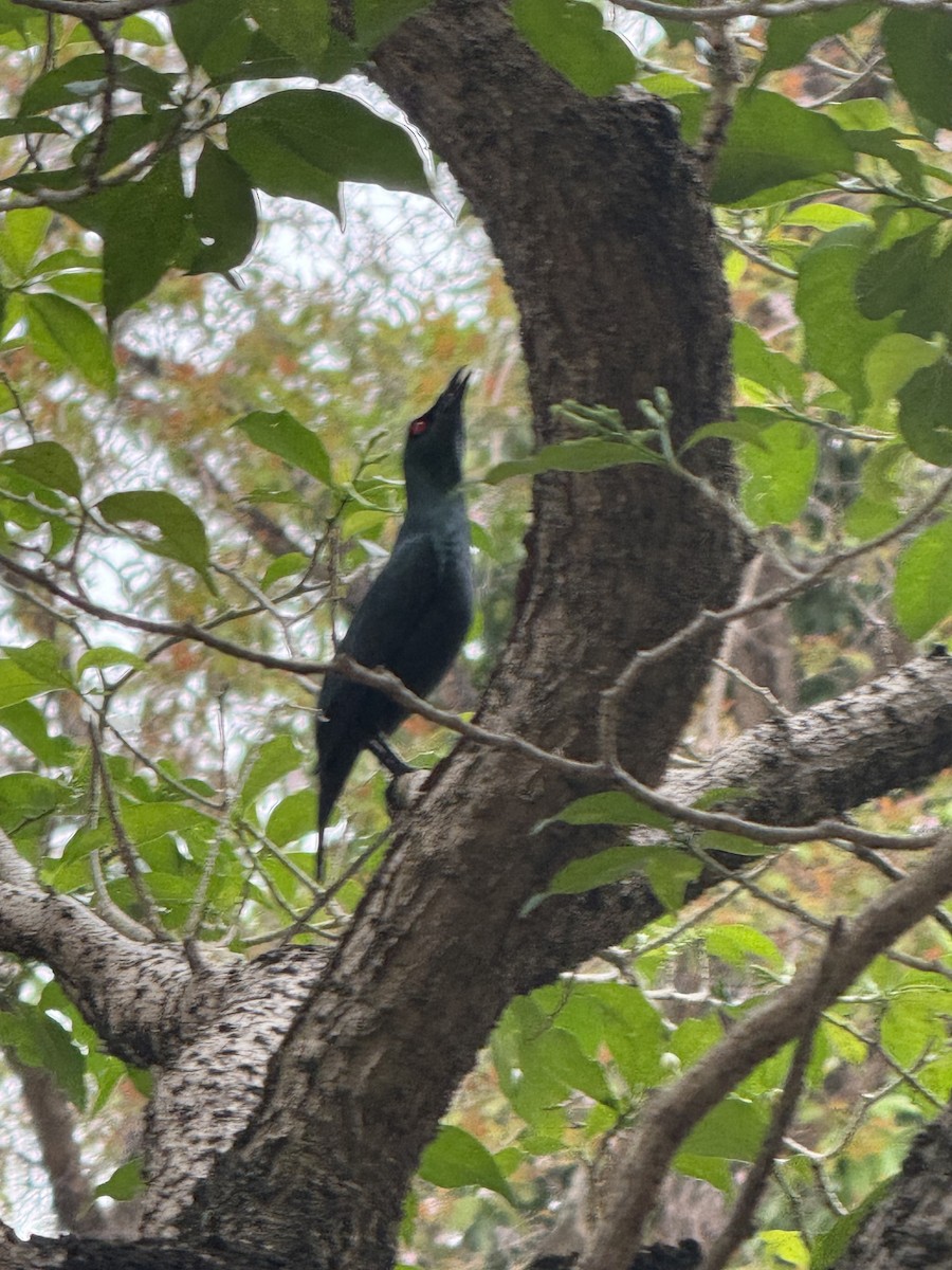 špaček rudooký - ML645197018