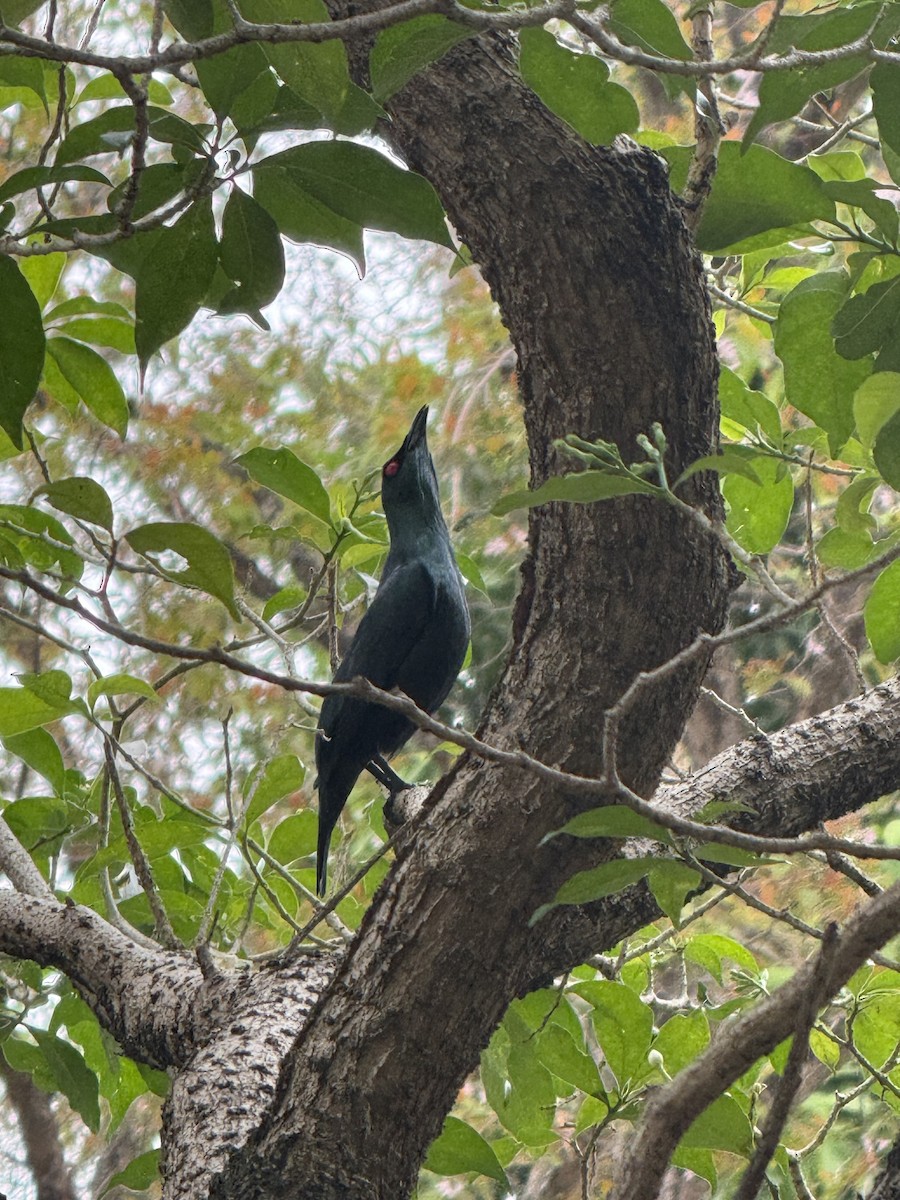 špaček rudooký - ML645197022