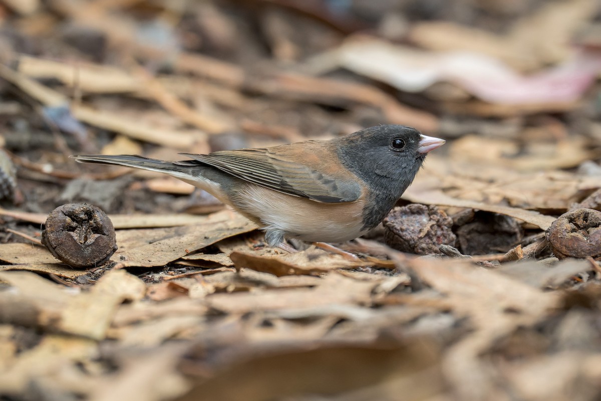 Dark-eyed Junco - ML645197028