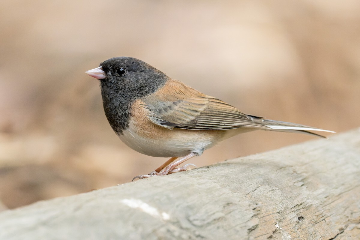 Dark-eyed Junco - ML645197029