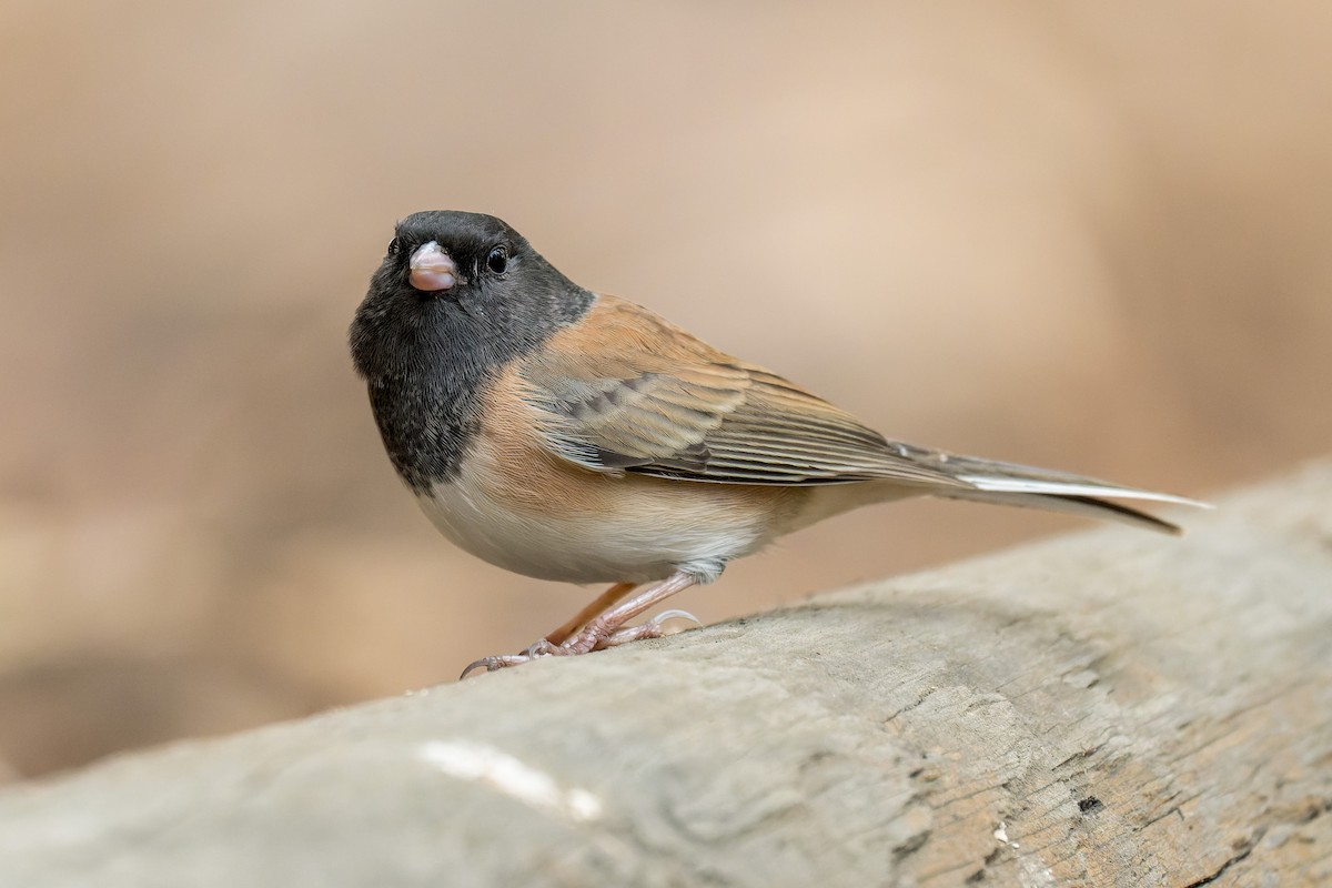 Dark-eyed Junco - ML645197030