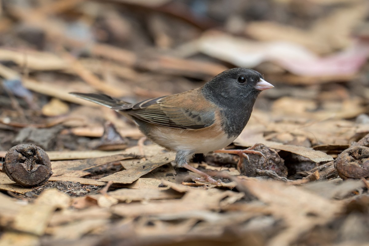 Dark-eyed Junco - ML645197031