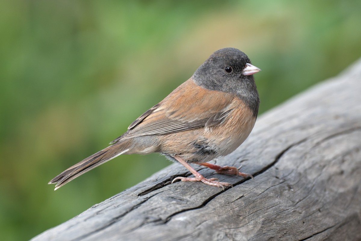 Dark-eyed Junco - ML645197032