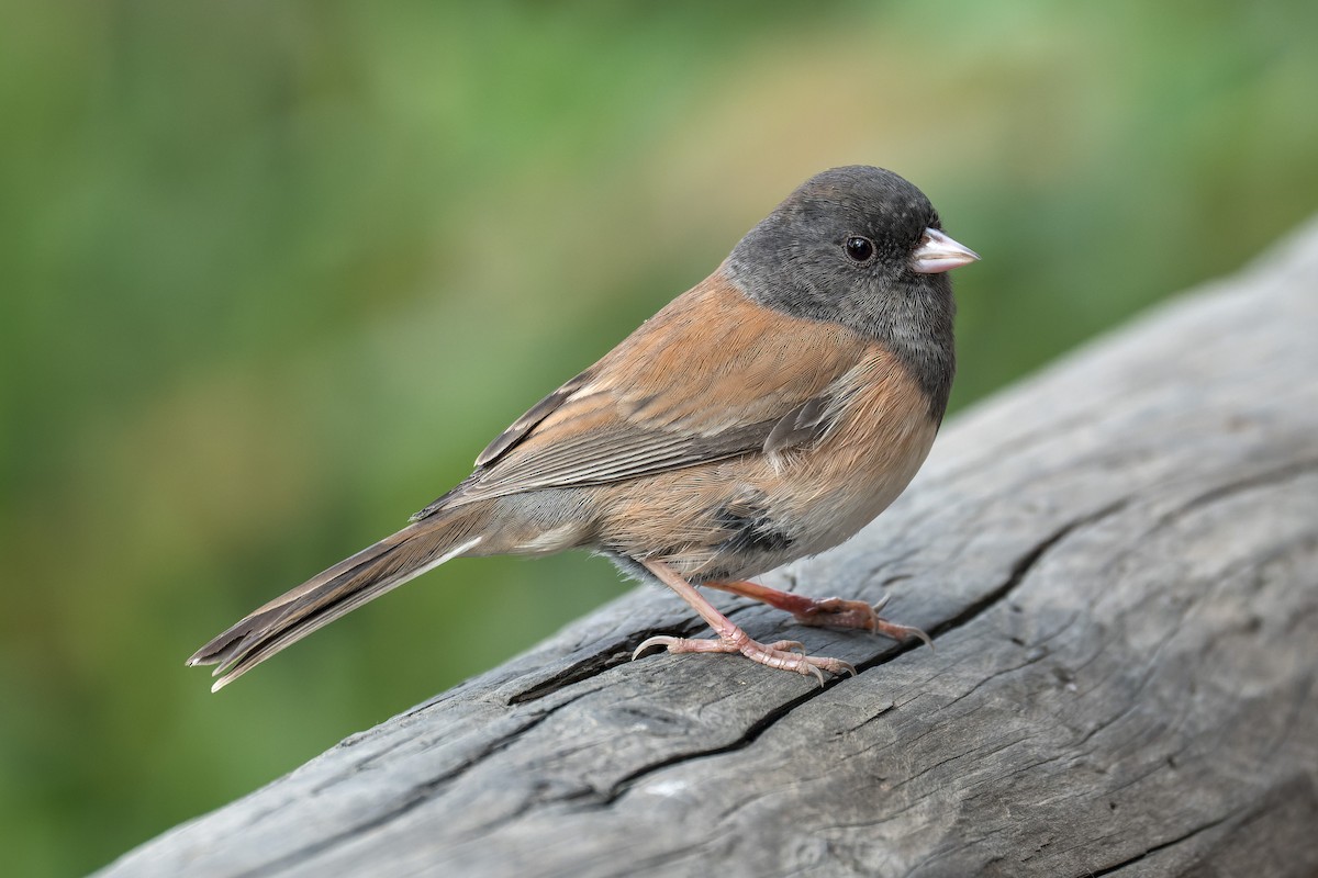 Dark-eyed Junco - ML645197033