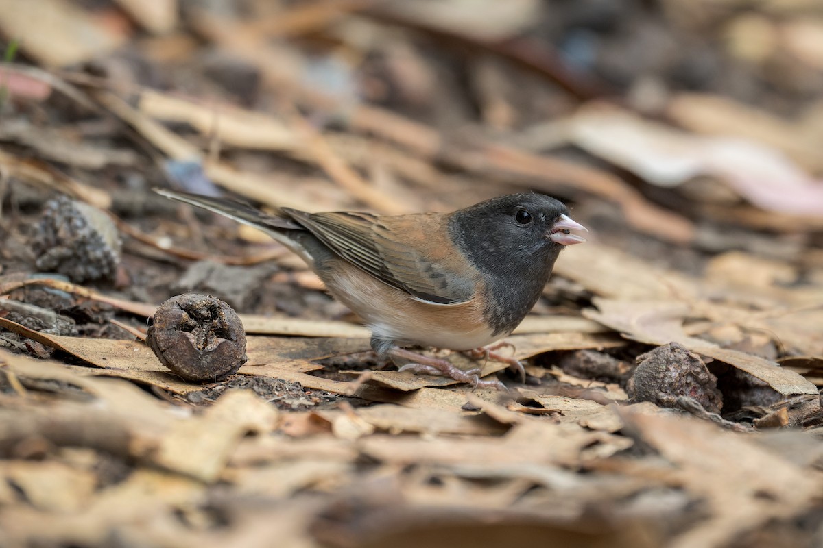 Dark-eyed Junco - ML645197034