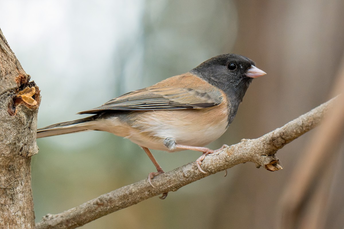 Dark-eyed Junco - ML645197035