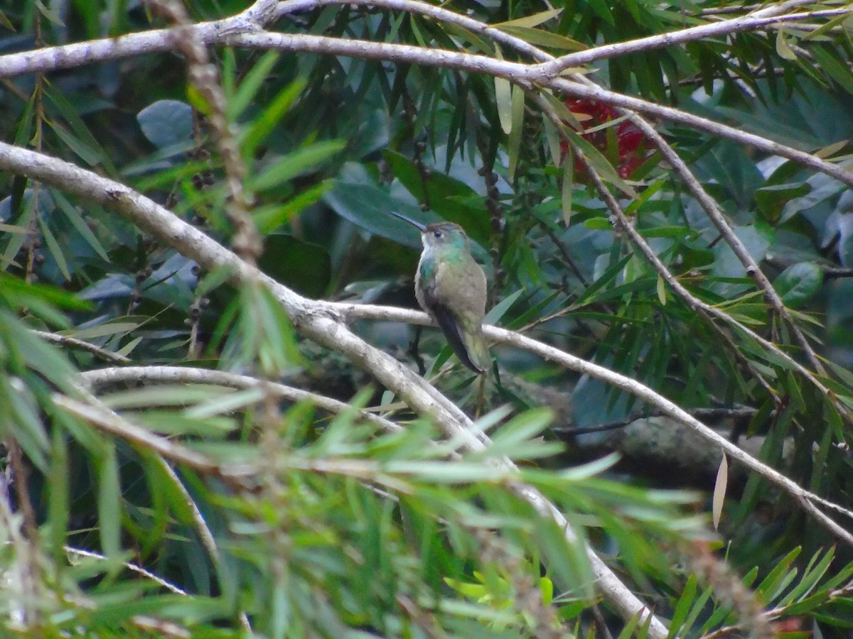 Azure-crowned Hummingbird - ML645197069