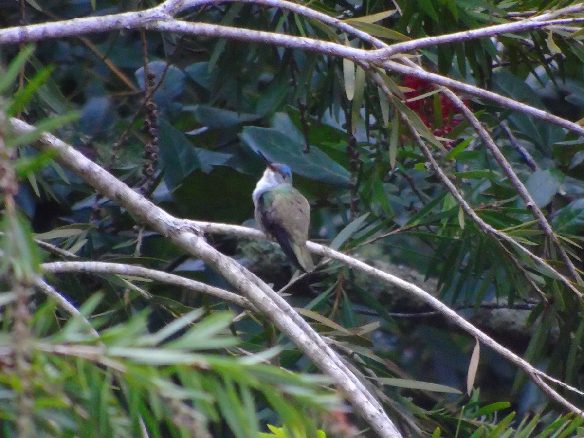 Azure-crowned Hummingbird - ML645197071