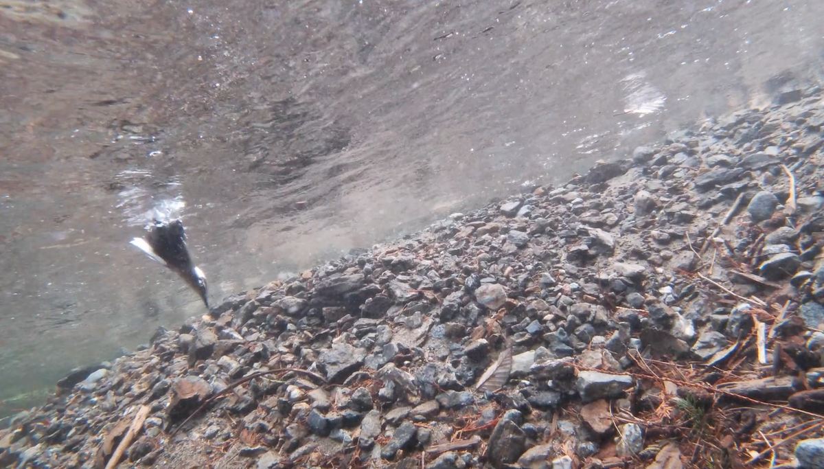 gråfossekall - ML645197086