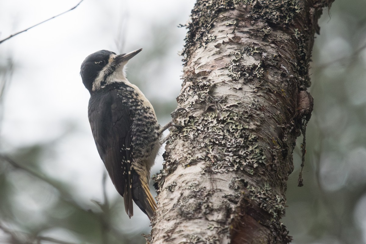 Black-backed Woodpecker - ML645197087