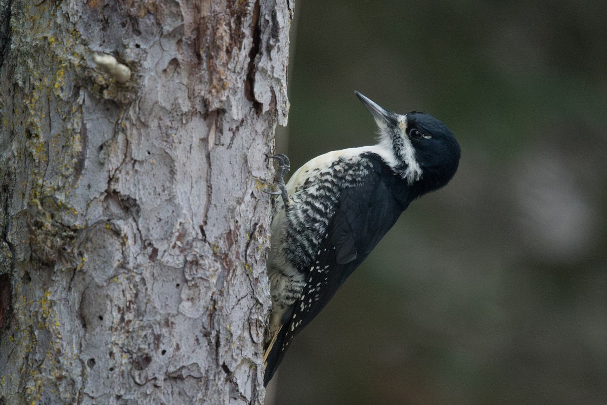 Black-backed Woodpecker - ML645197088