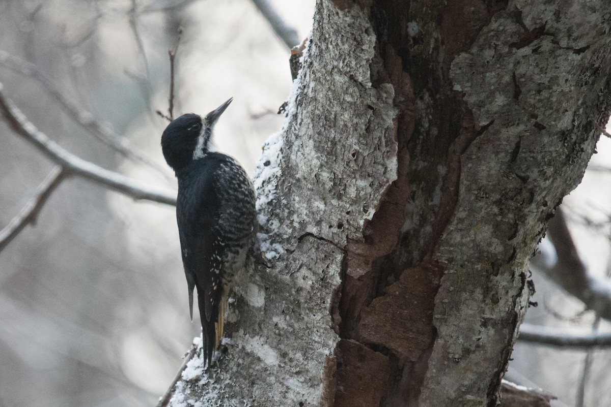 Black-backed Woodpecker - ML645197089