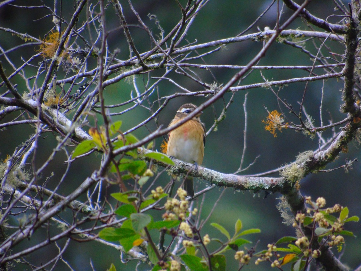 Rose-breasted Grosbeak - ML645197107