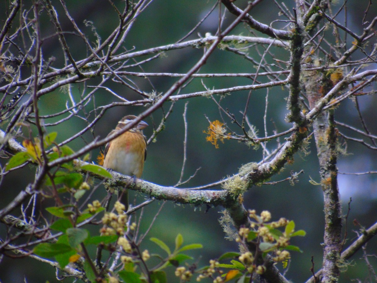 Rose-breasted Grosbeak - ML645197108