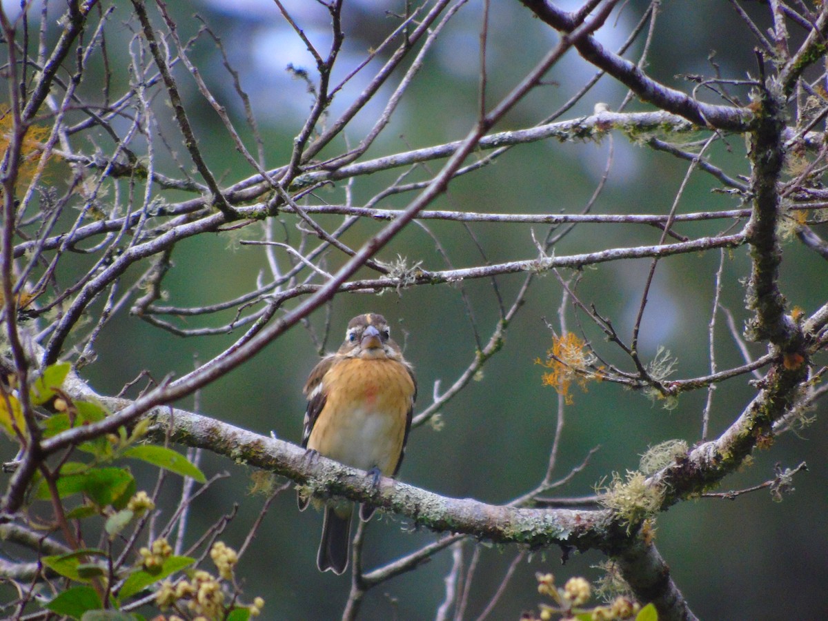 Rose-breasted Grosbeak - ML645197109