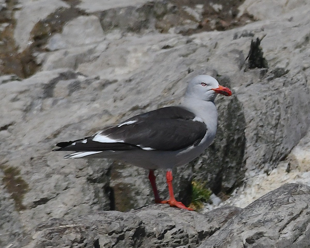 Dolphin Gull - ML645197133