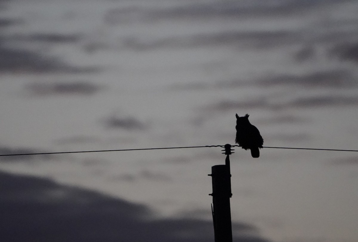 Great Horned Owl - ML645197134