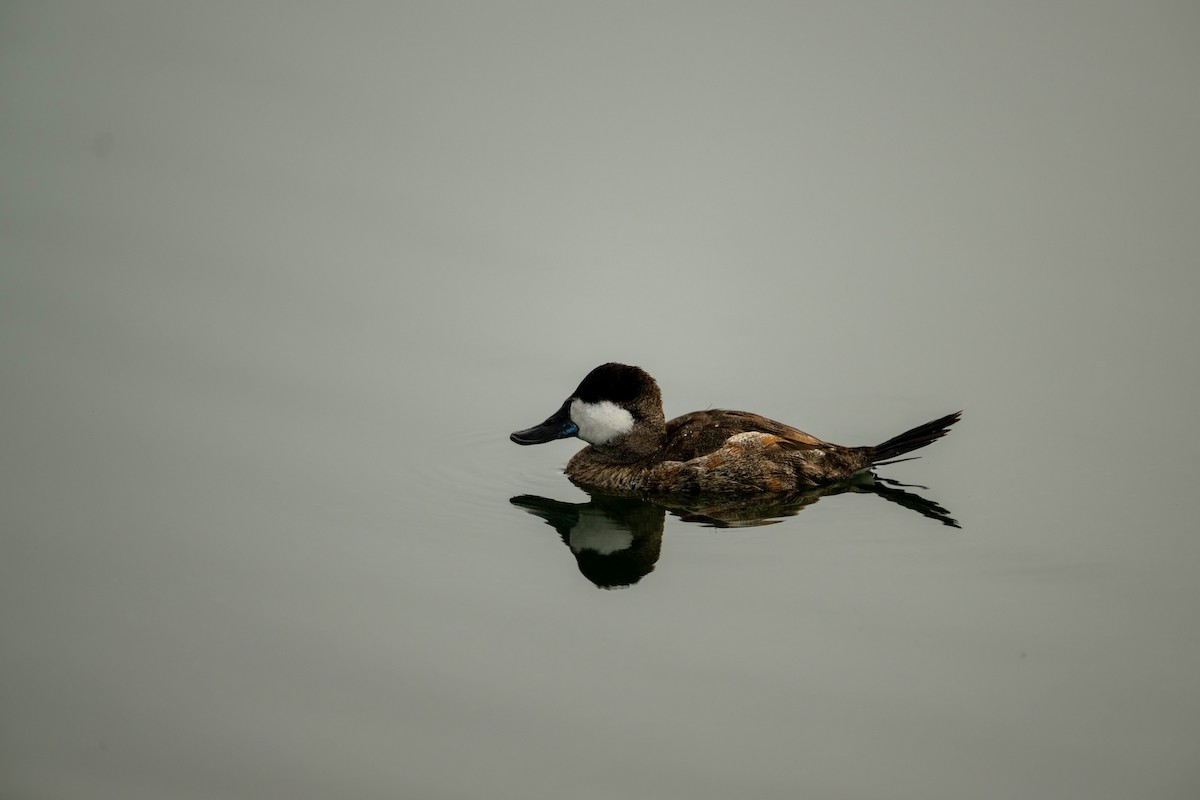 Савка американська - ML645197148