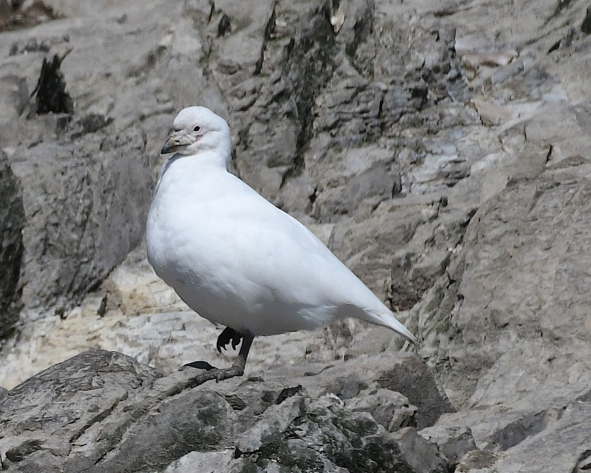 Snowy Sheathbill - ML645197149