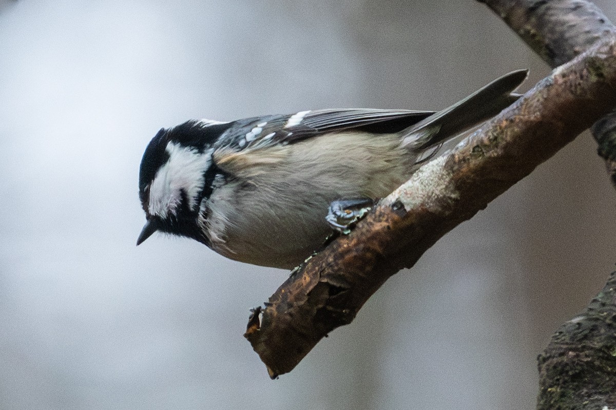 Coal Tit - ML645197155