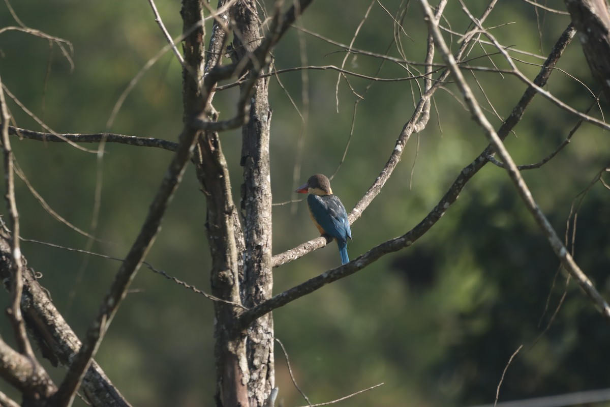ledňáček čápozobý - ML645197158