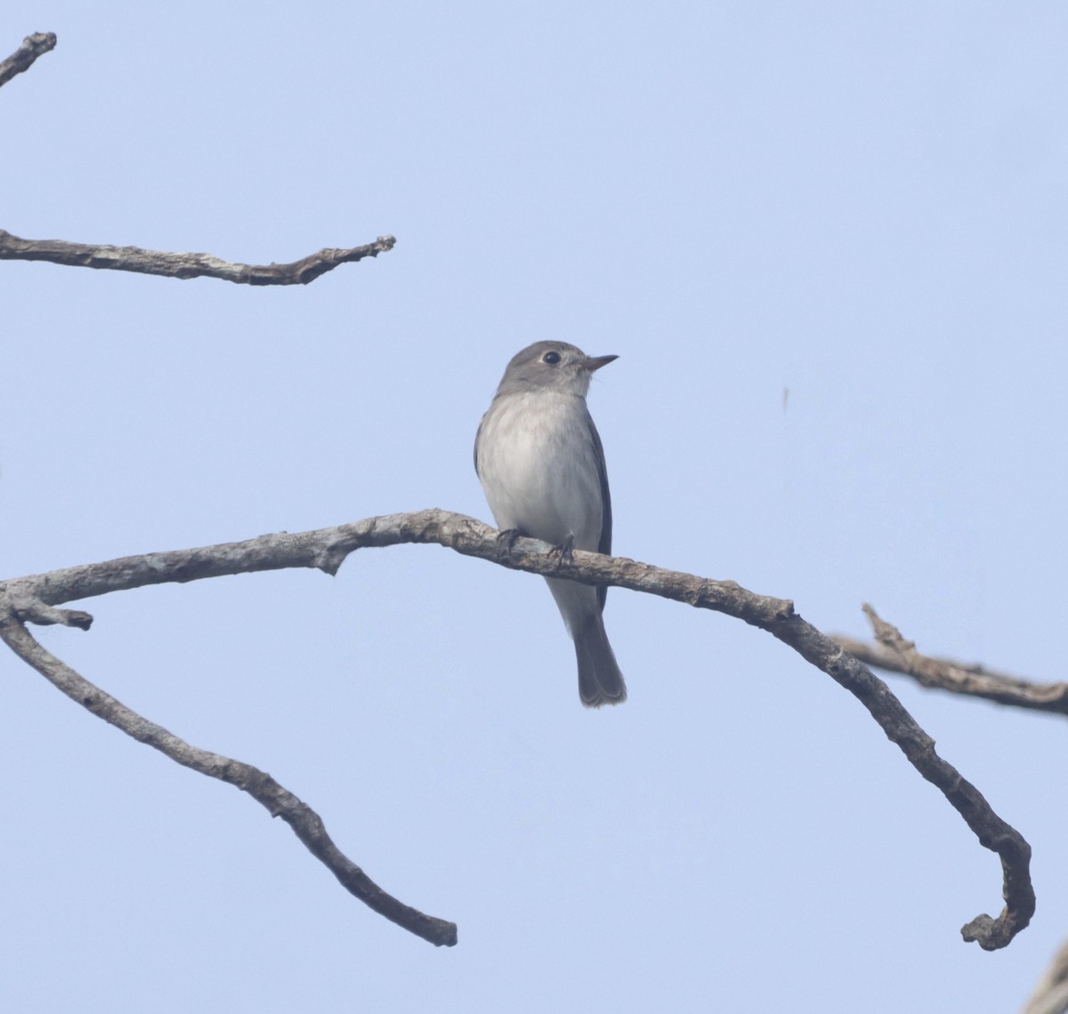 lejsek asijský - ML645197159