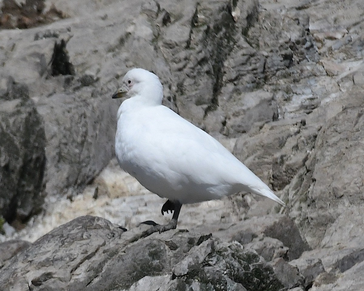 Snowy Sheathbill - ML645197160