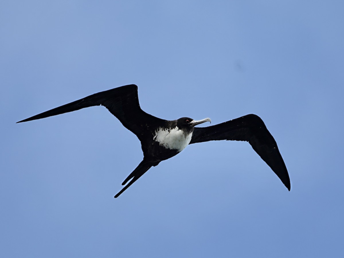 פריגט גדול - ML645197173