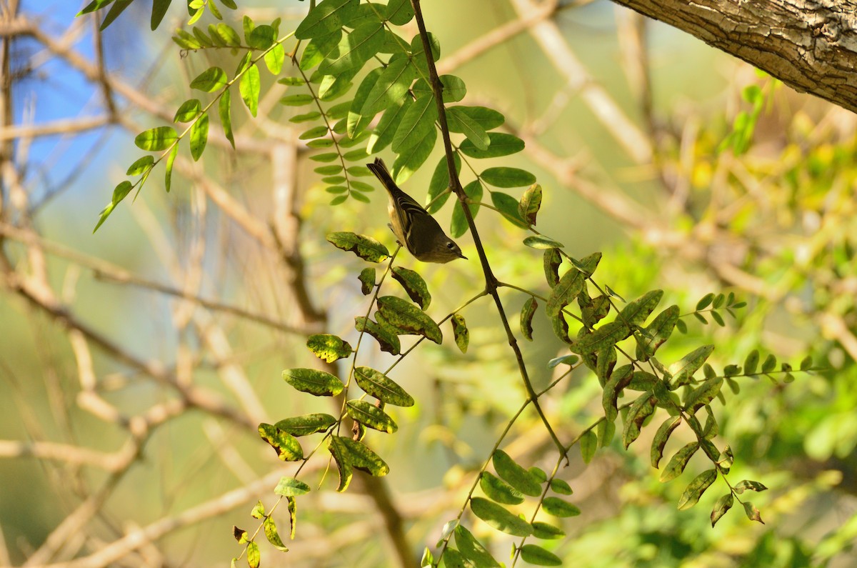 Ruby-crowned Kinglet - ML645197180