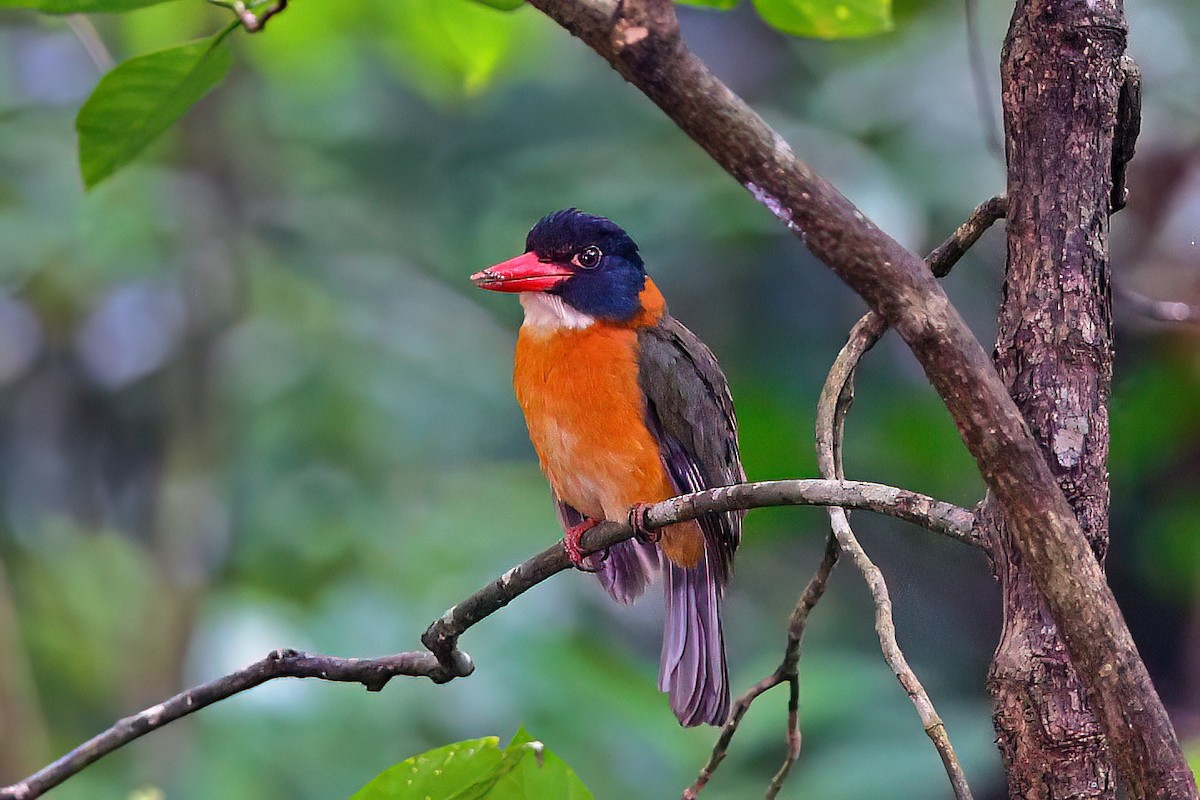 Green-backed Kingfisher (Black-headed) - ML645197184