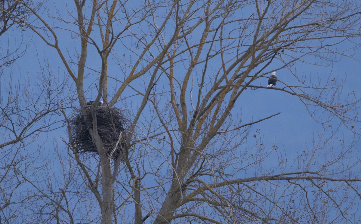 Белоголовый орлан - ML645197185