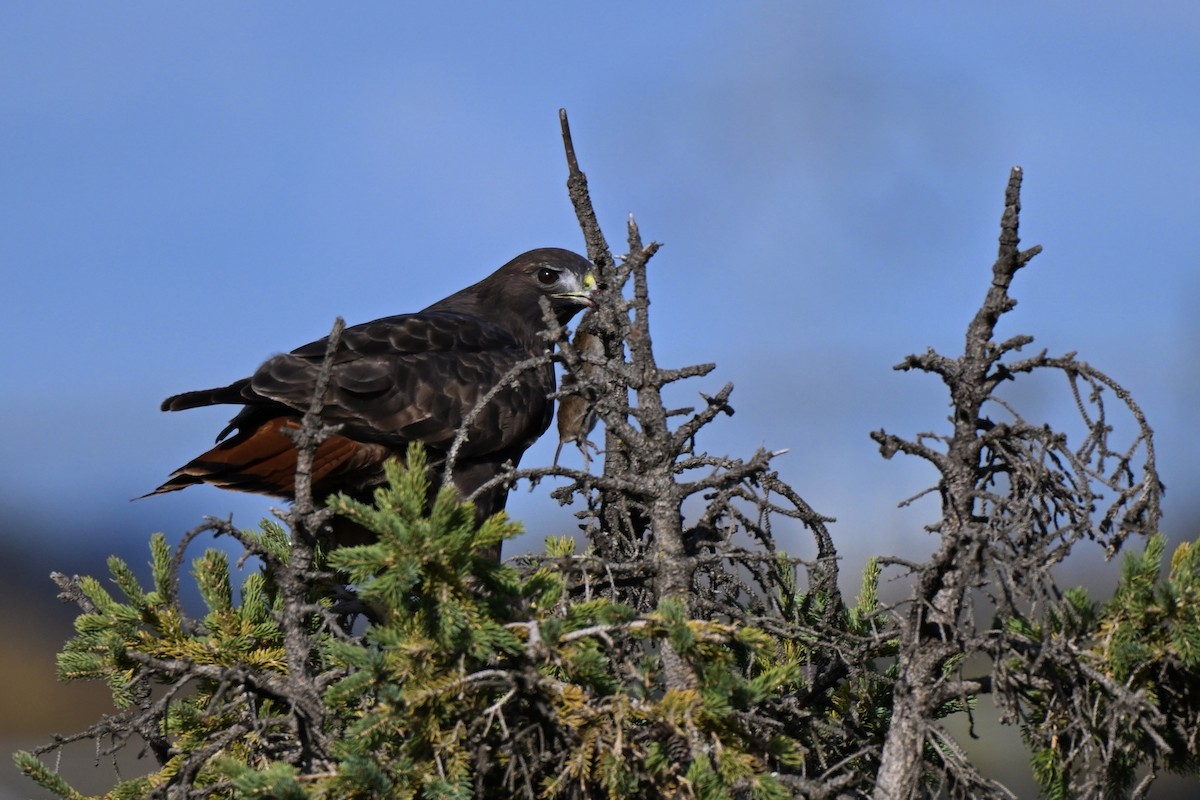 Red-tailed Hawk (abieticola) - ML645197203