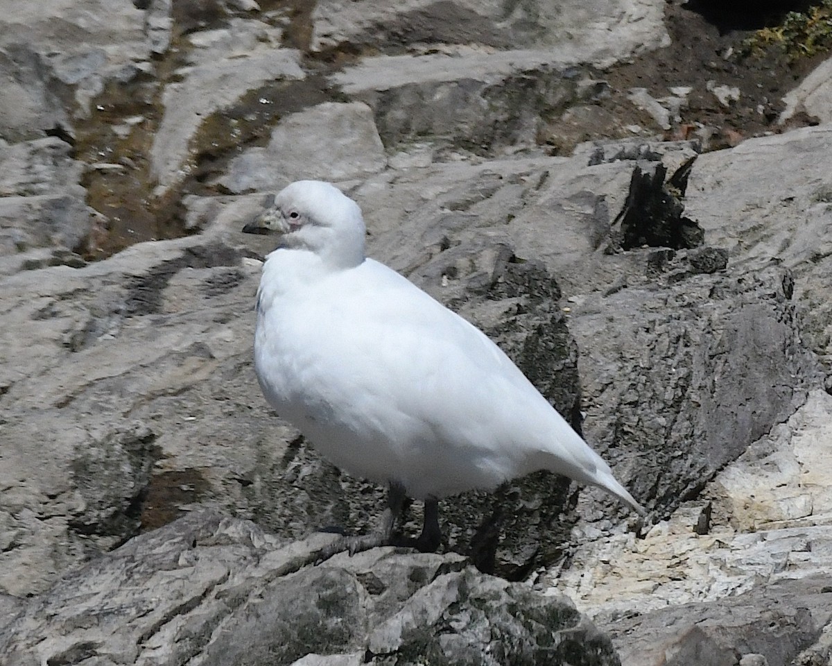 Snowy Sheathbill - ML645197204