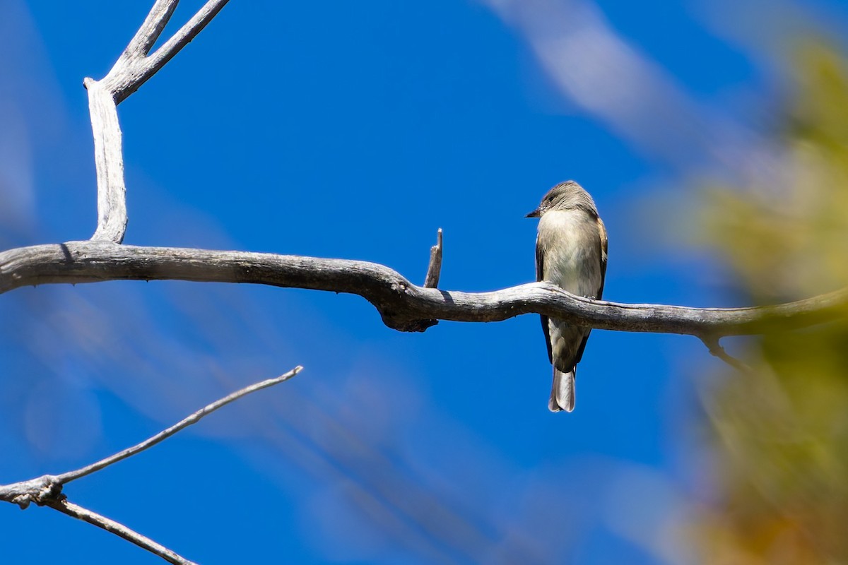 Western Wood-Pewee - ML645197212