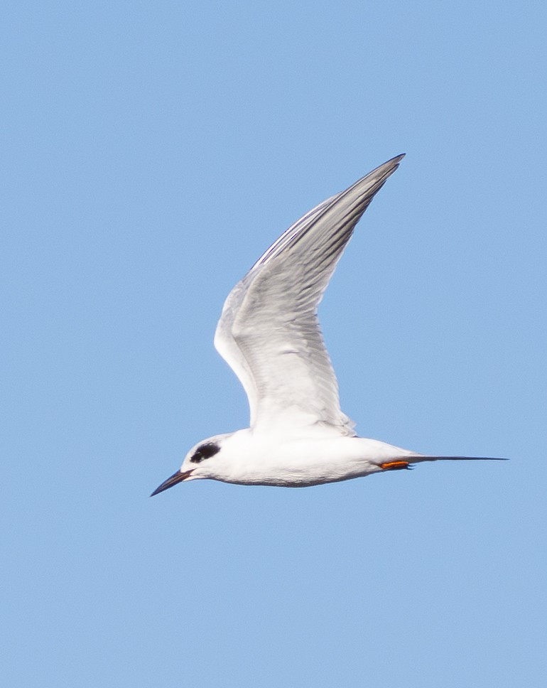 Forster's Tern - ML645197215