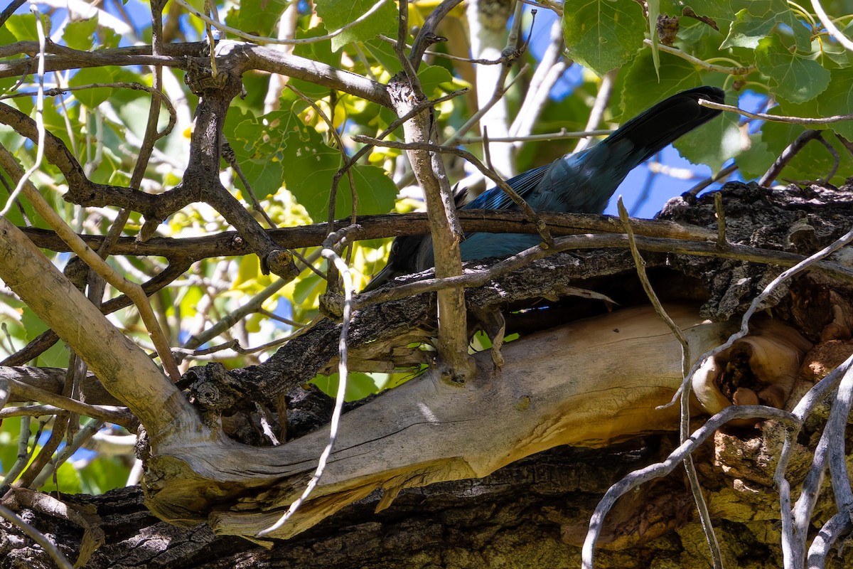 Steller's Jay - ML645197216