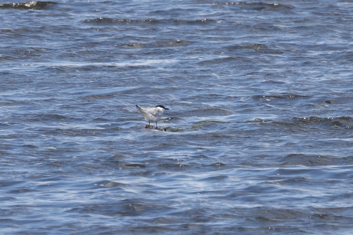 Крячок чорнодзьобий - ML645197217