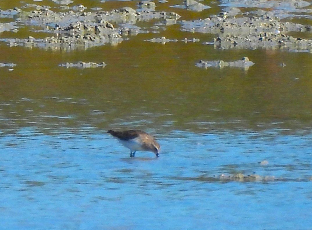 三趾濱鷸 - ML645197218