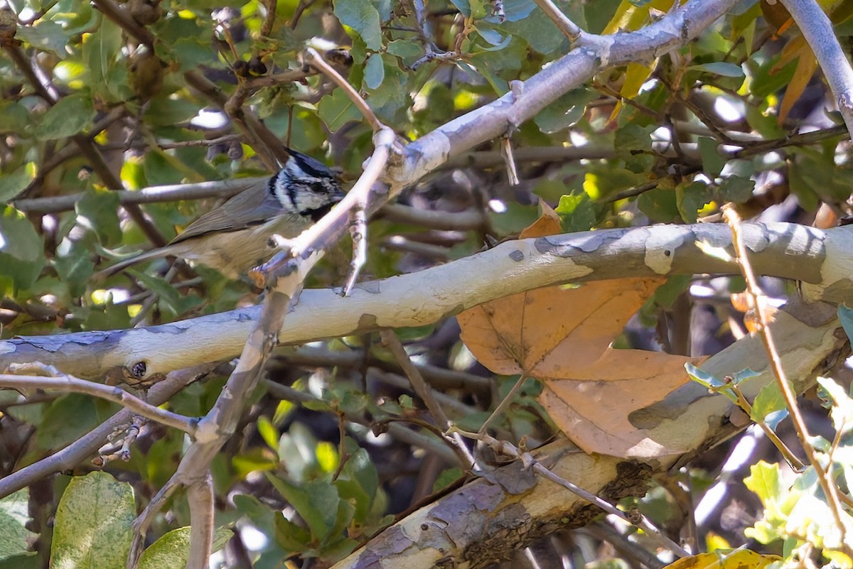Bridled Titmouse - ML645197219