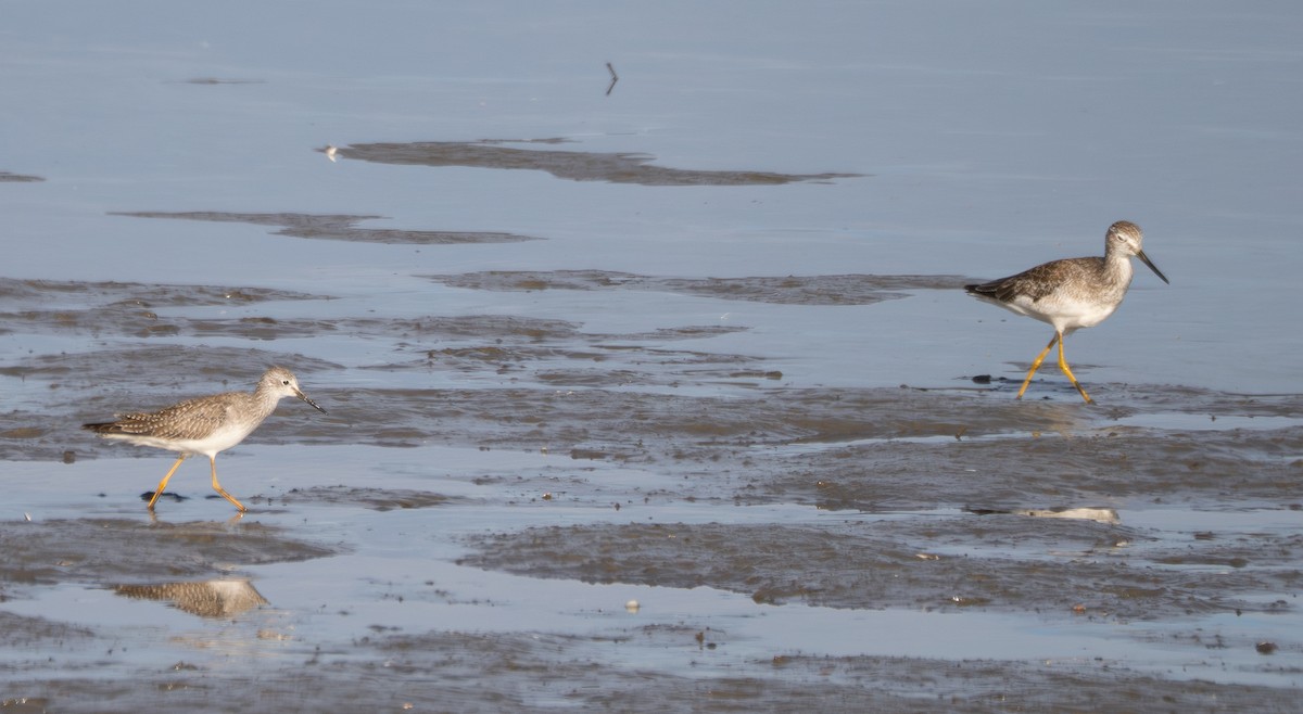 小黃腳鷸 - ML645197220