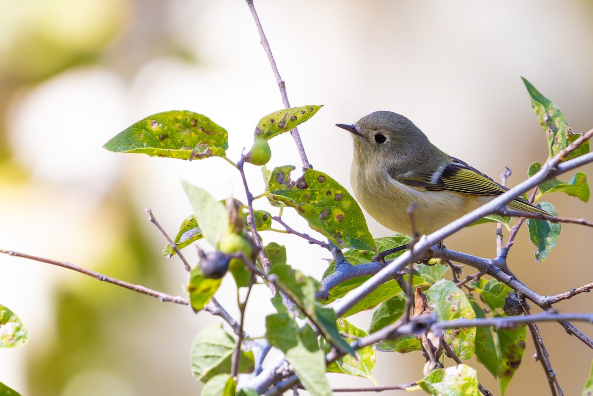 Ruby-crowned Kinglet - ML645197221