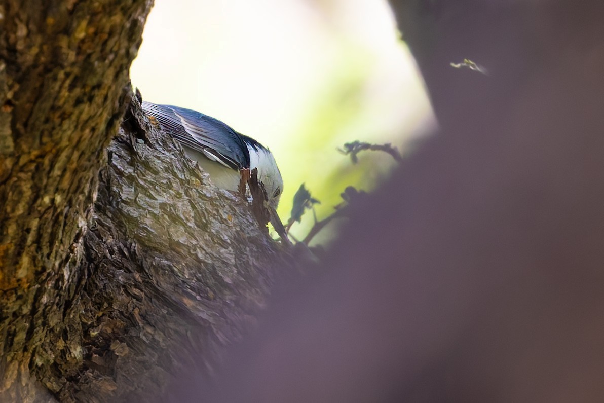 White-breasted Nuthatch - ML645197222