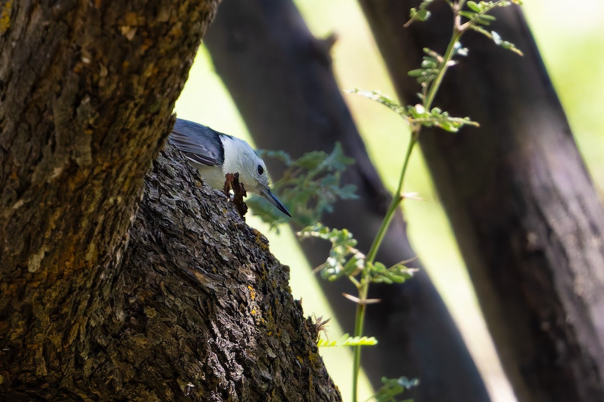 White-breasted Nuthatch - ML645197223
