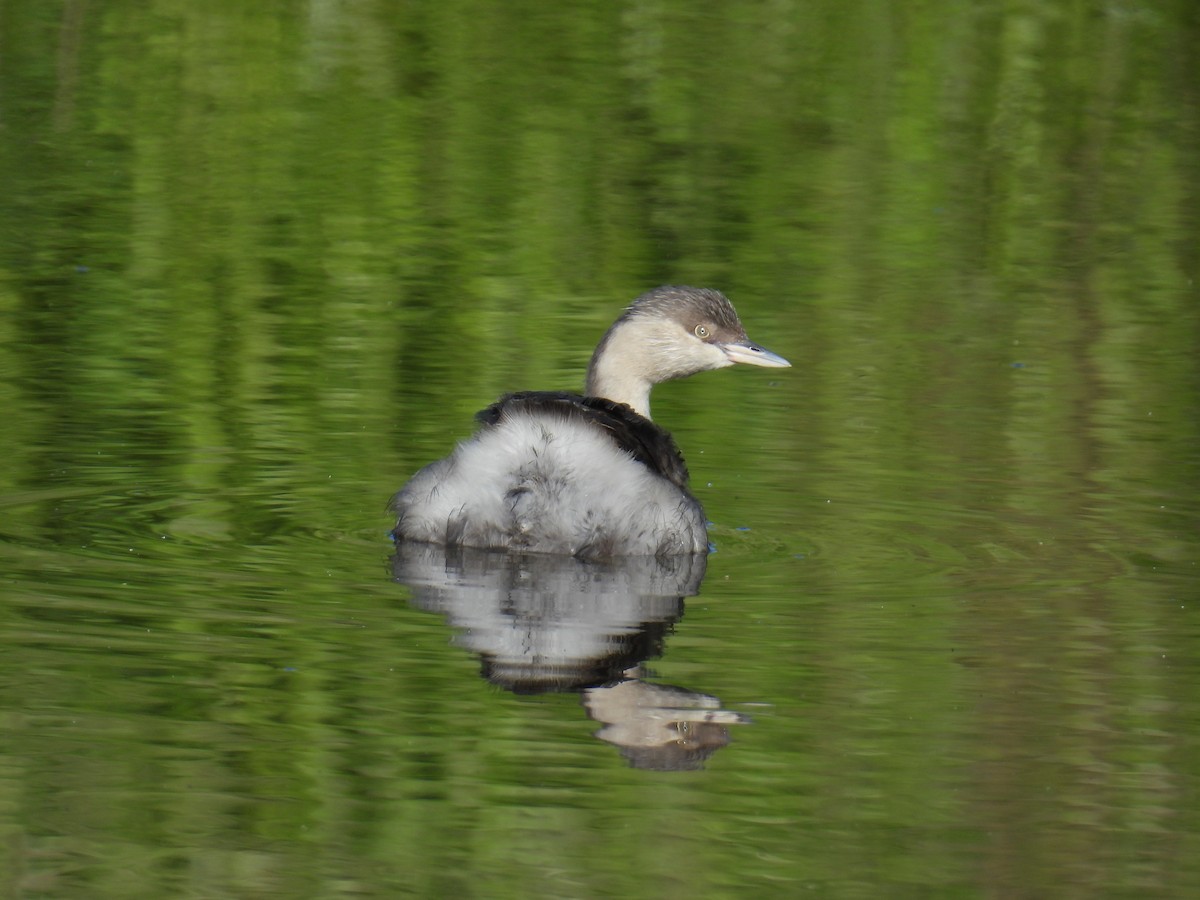 Hoary-headed Grebe - ML645197224