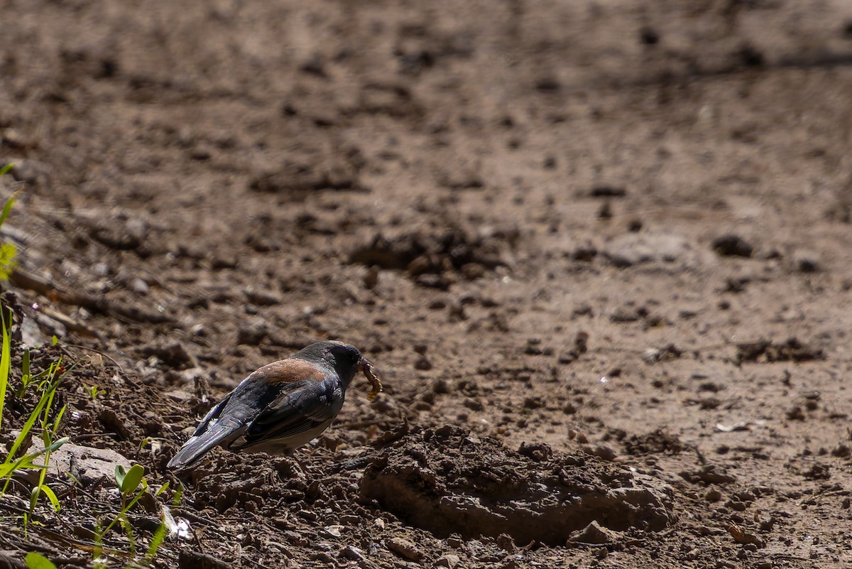 Dark-eyed Junco (Gray-headed) - ML645197225