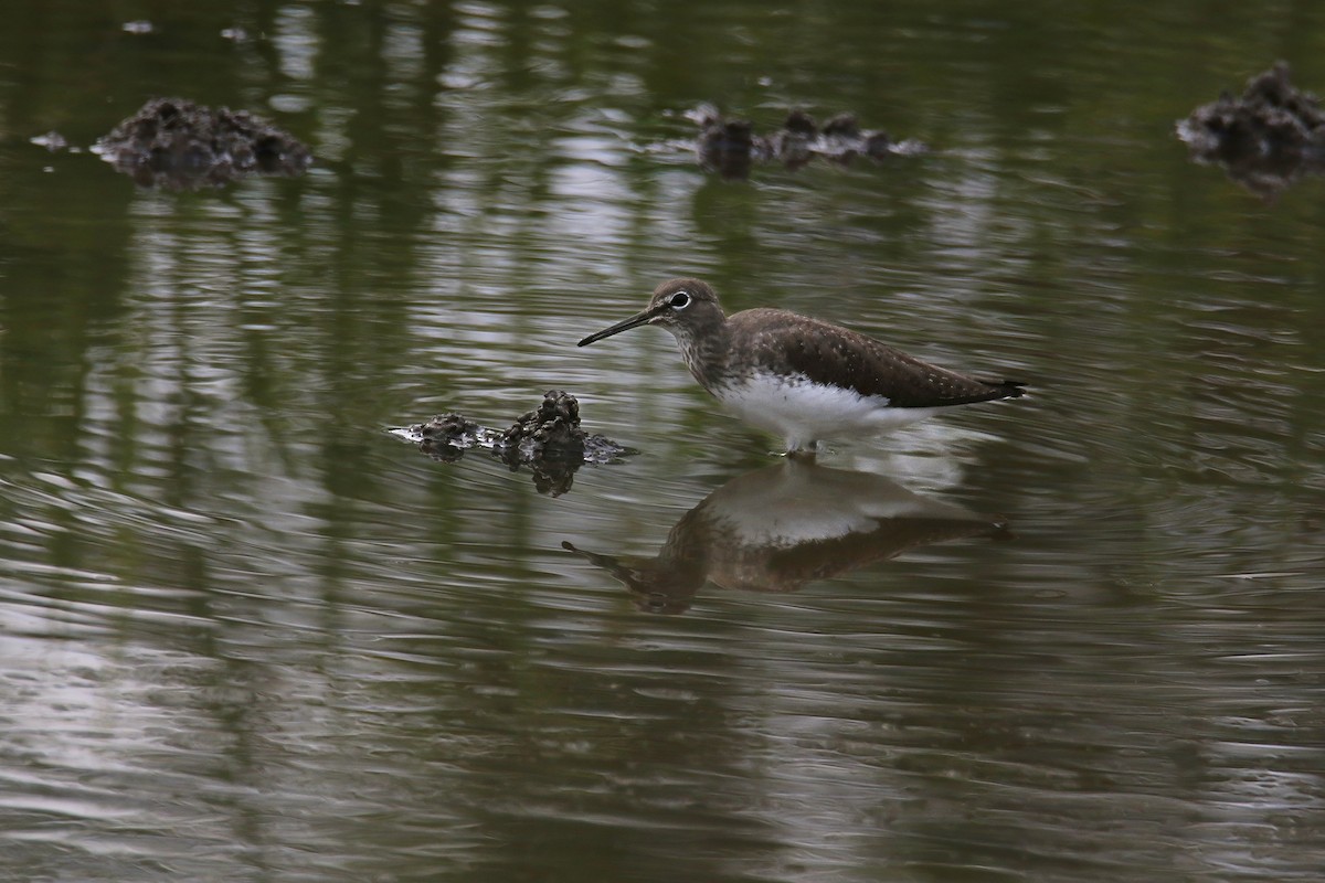 白腰草鷸 - ML645197226