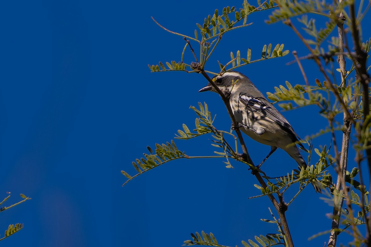 Black-throated Gray Warbler - ML645197228