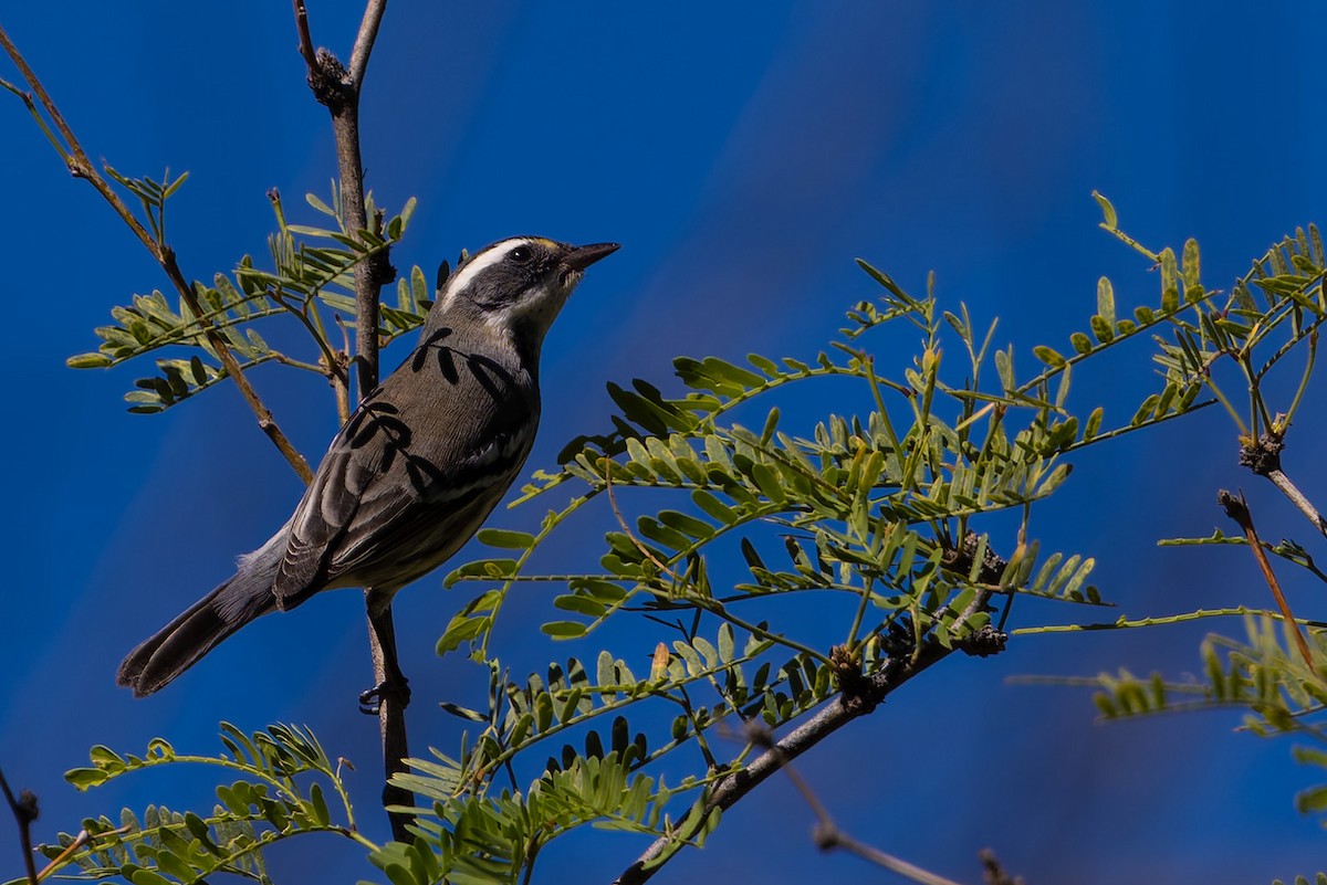 Black-throated Gray Warbler - ML645197229