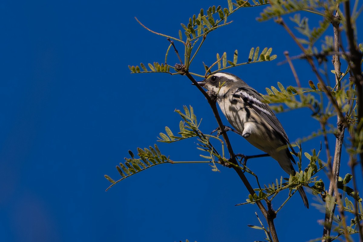 Black-throated Gray Warbler - ML645197230